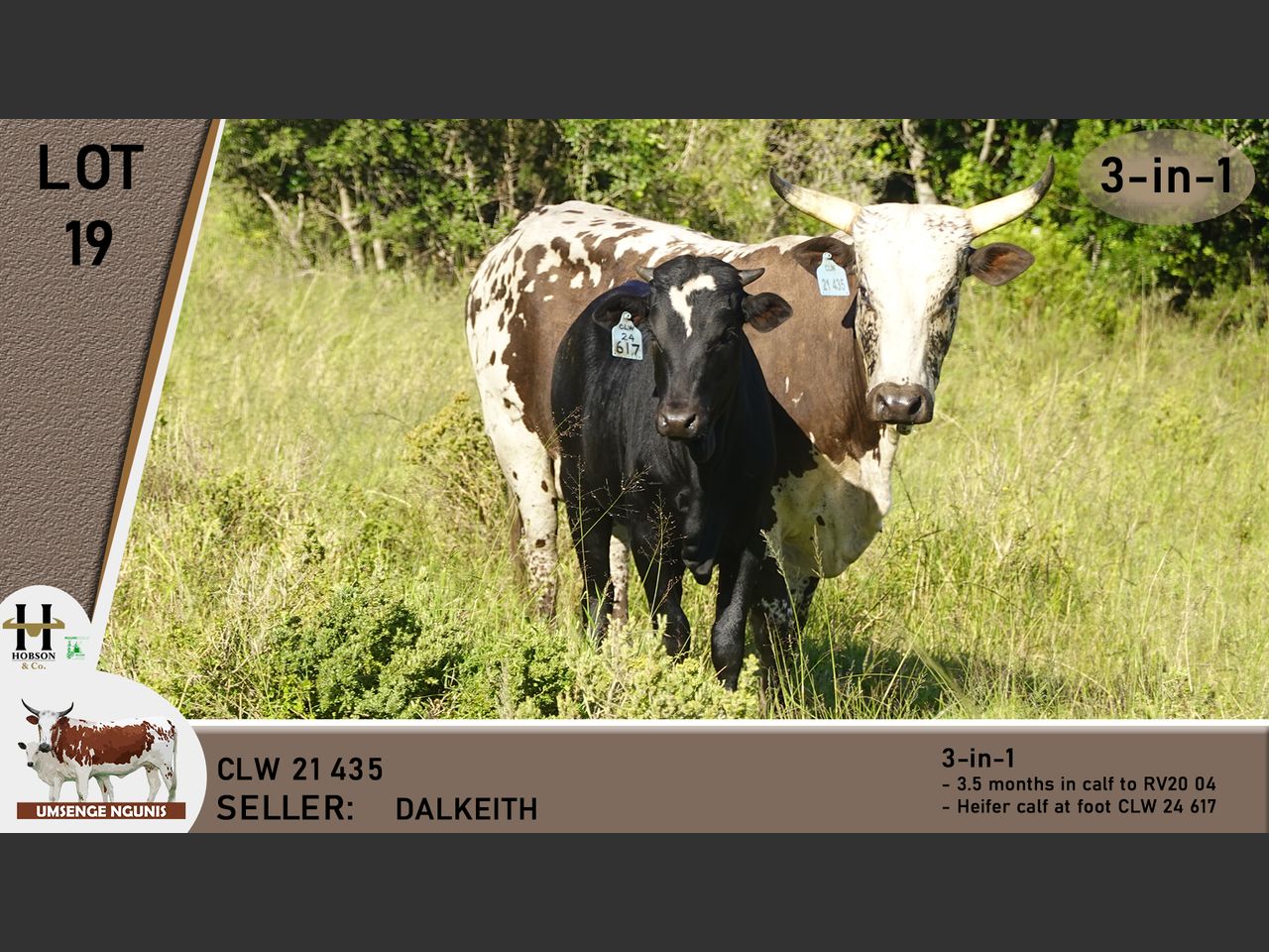 Lot 19 | UMSENGE NGUNI'S 25TH BULL & PRODUCTION SALE | SwiftVEE | South ...