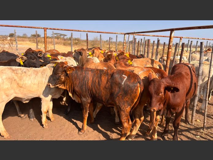 AGRA GROOTFONTEIN WEANER AUCTION