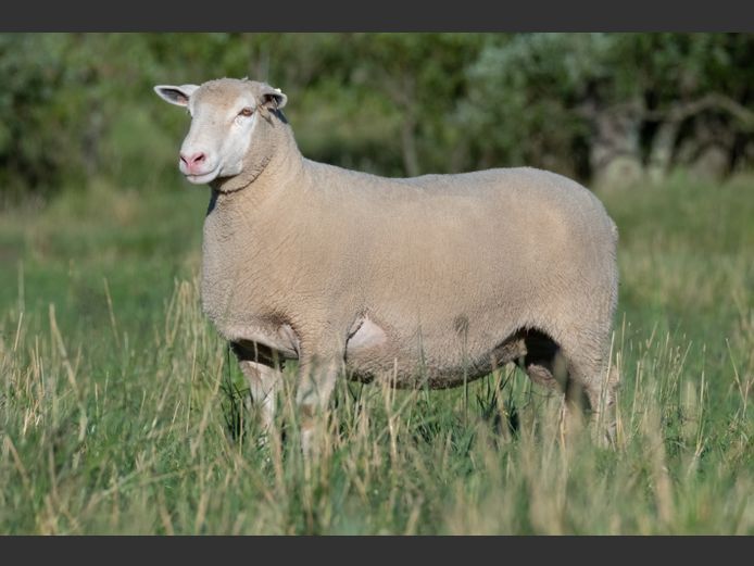 MS 230149 | J.L. DU RANDT