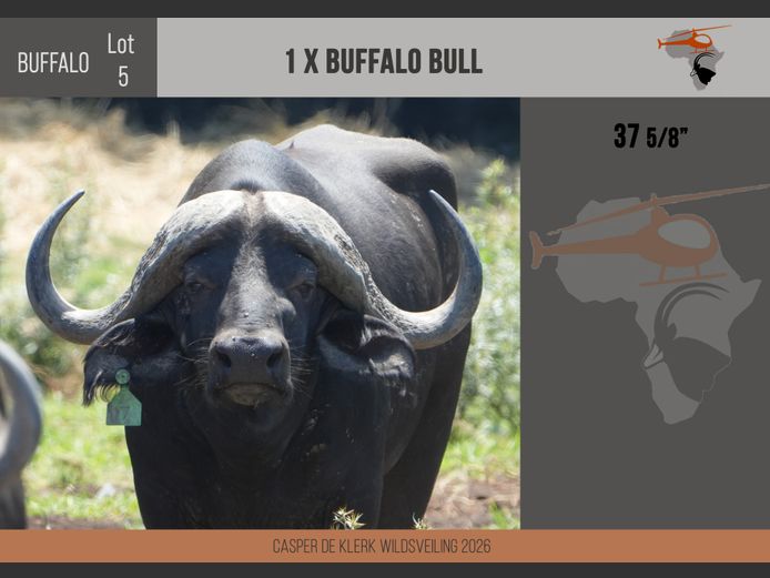 Buffalo – 37 5/8"