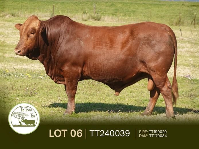 TT240039 | S.T.R. MAINSSHEARD