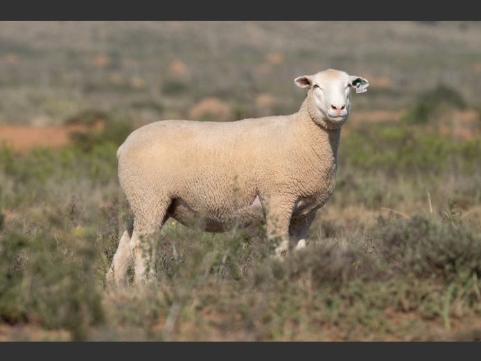 DZ250026 | 2 STEYNS BOERDERY