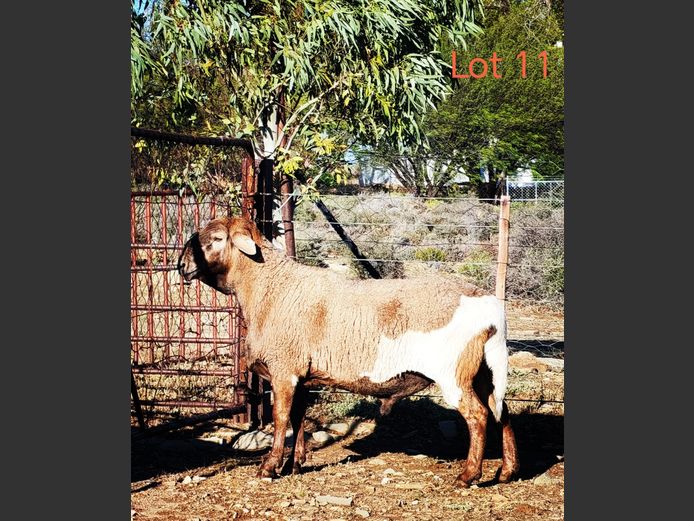 WS254129 | WILGERBOOM BOERDERY