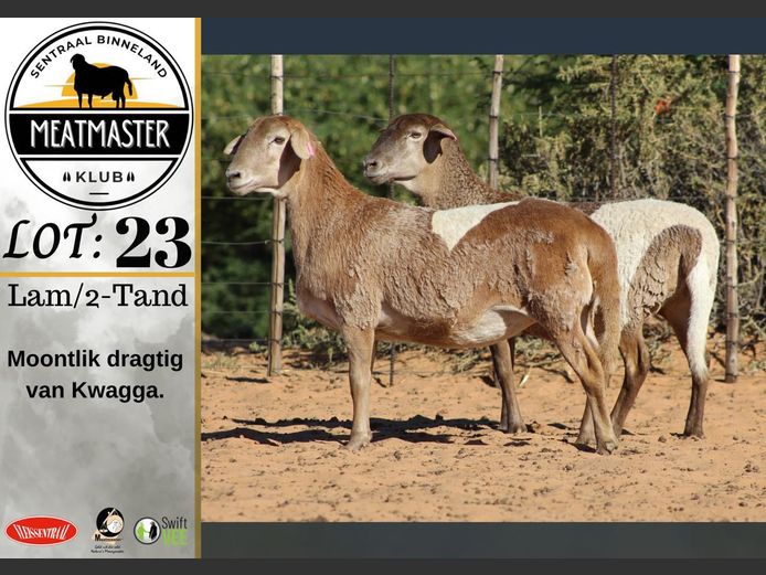 Ooie | Vrede Meatmasters