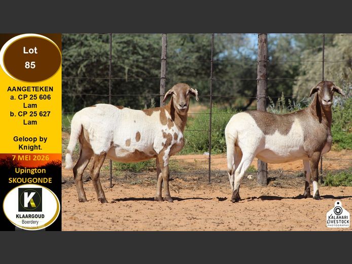 CP 25 627 | KLAARGOUD BOERDERY