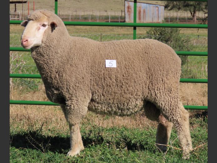 225 | Rooipoort Poenskop Merinos