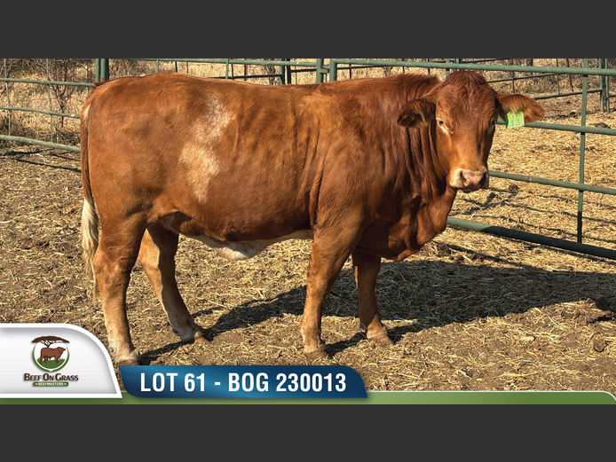 BOG 230013 | BEEF ON GRASS