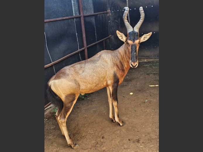 RED HARTEBEEST | BIRKEN VERVOER