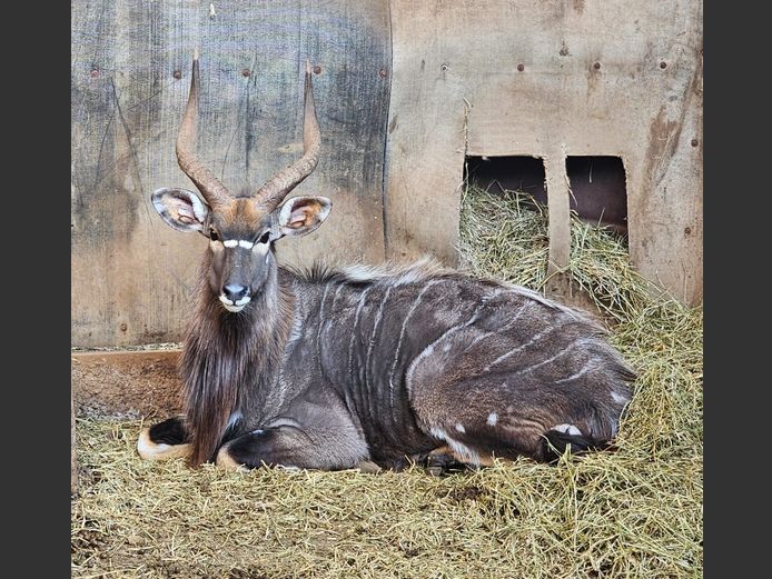 NYALA | HARLOU
