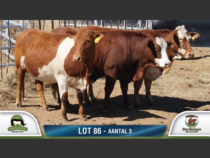 Commercial Animls | RHENOSTERVALLEI & BEEF ON GRASS