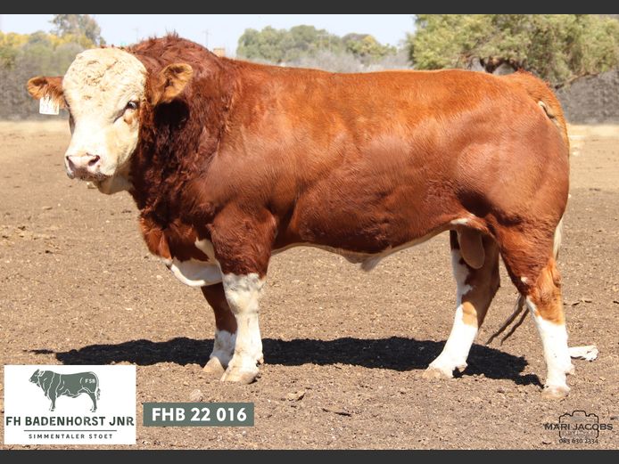 FHB2216 | FH BADENHORST