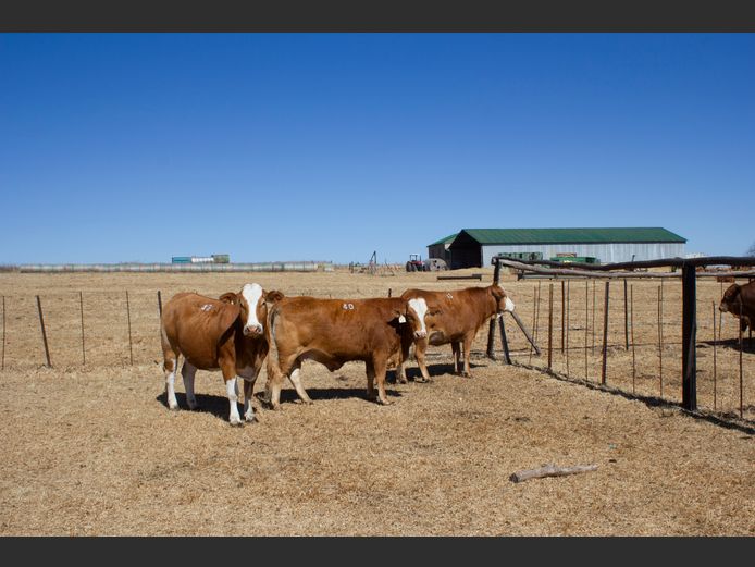Commercial Animals | Blouberg Simbra