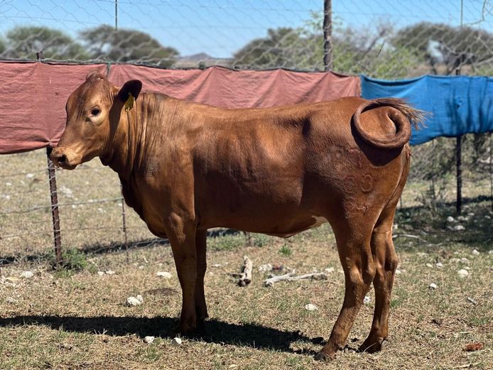 P7S230033 | Piet Swart