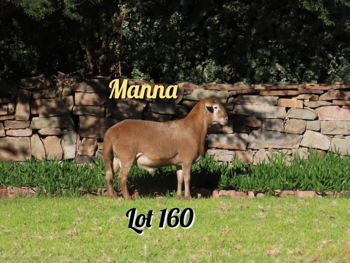 297 | Manna