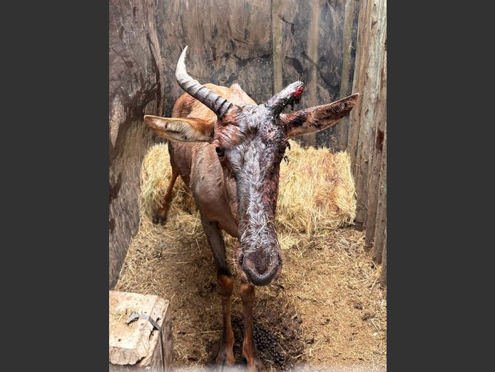 Tsessebe Koei