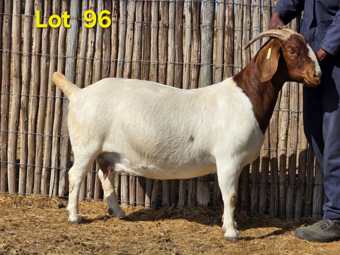 22.49 | Charl Baard Boerbokke