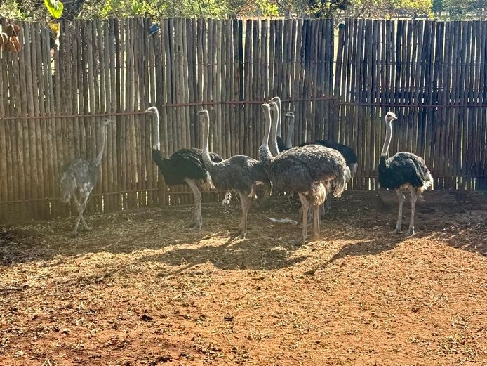 OSTRICHES | LITTLE HUT