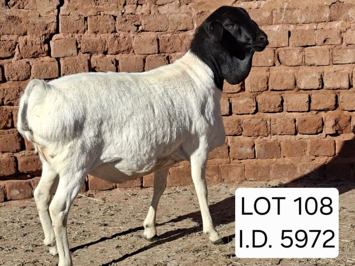 5972 | Francois van Rensburg Farming