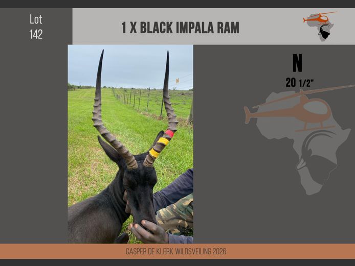 Black Impala (20 1/2")