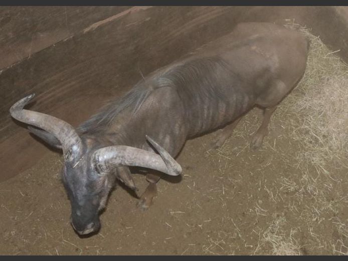 BLUE WILDEBEEST