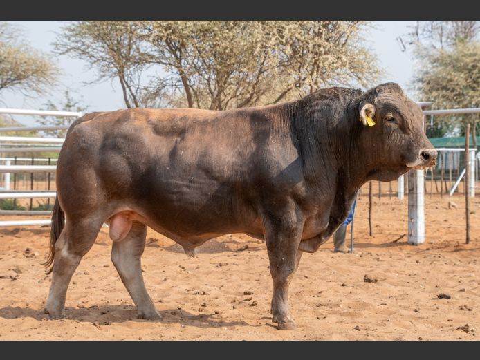 22-0028LDJ | CHARITY BRAUNVIEH
