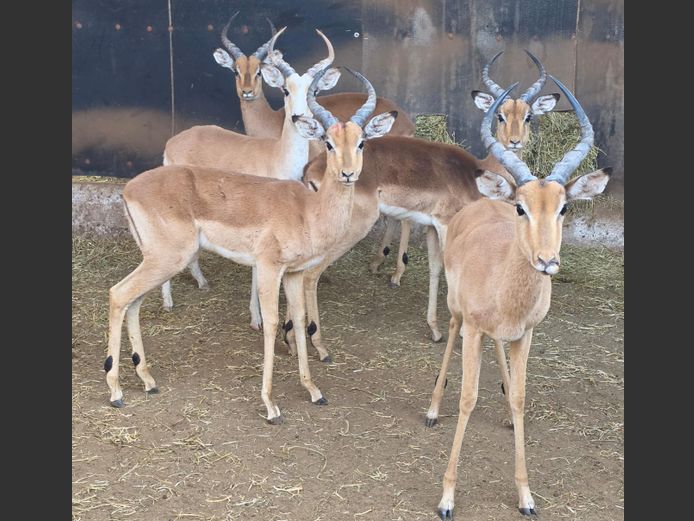 ROOIBOK | 258 FARMS