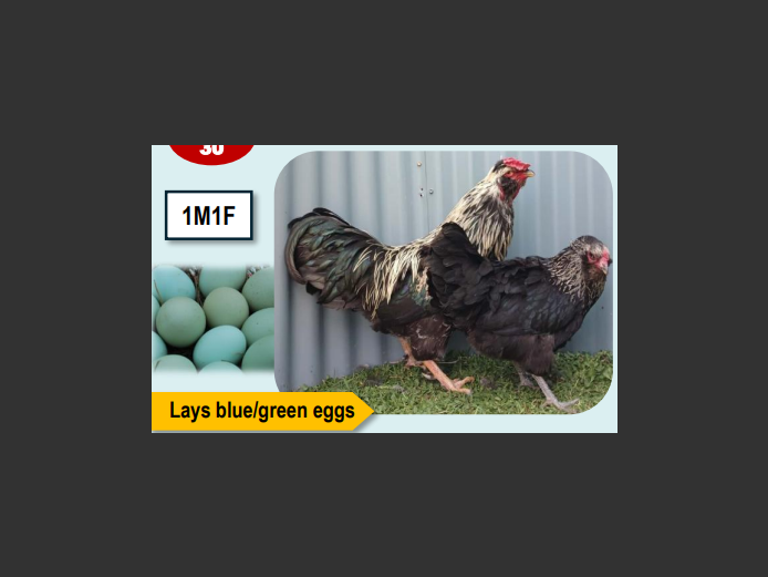 BLACK ARAUCANA | ANNUAL MYTILUS AND ELOFF