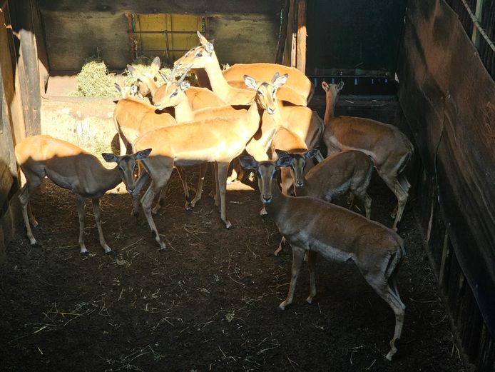 IMPALA | KOLOBE WILDLIFE