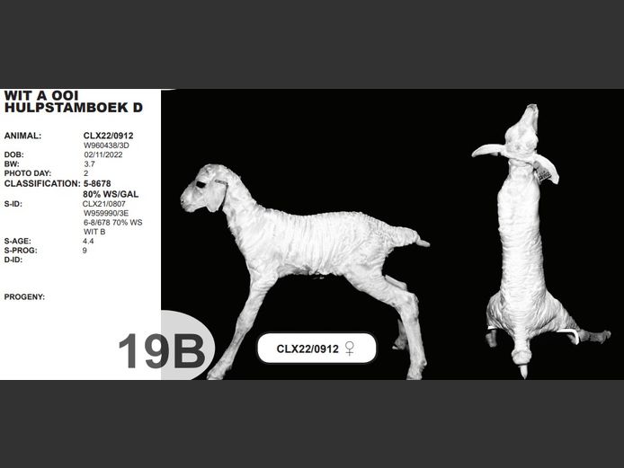 WIT A OOI HULPSTAMBOEK D | CLX22/0912 ♀