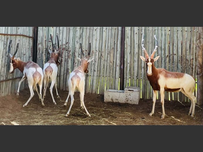 Saddle Back Blesbok Ram