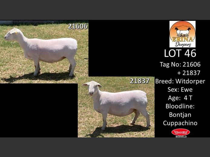 Ewes | ERINA WITDORPERS