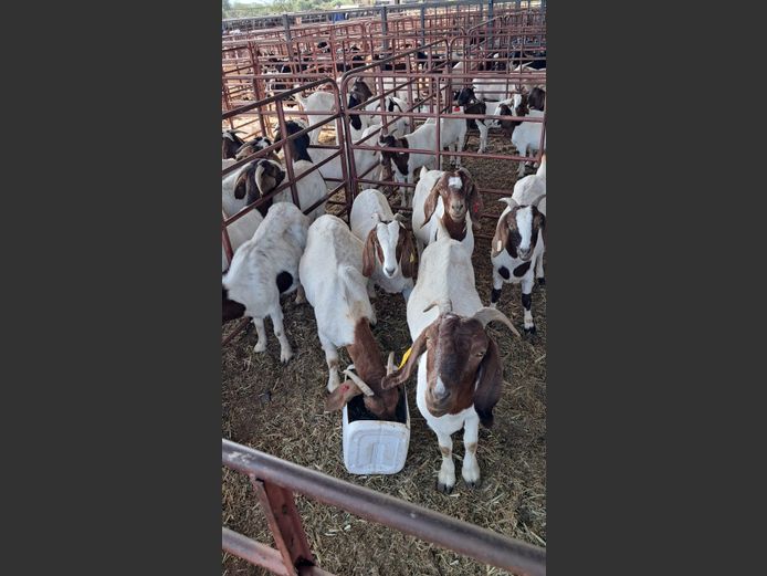 BOERBOK | NAZARDI BOERDERY