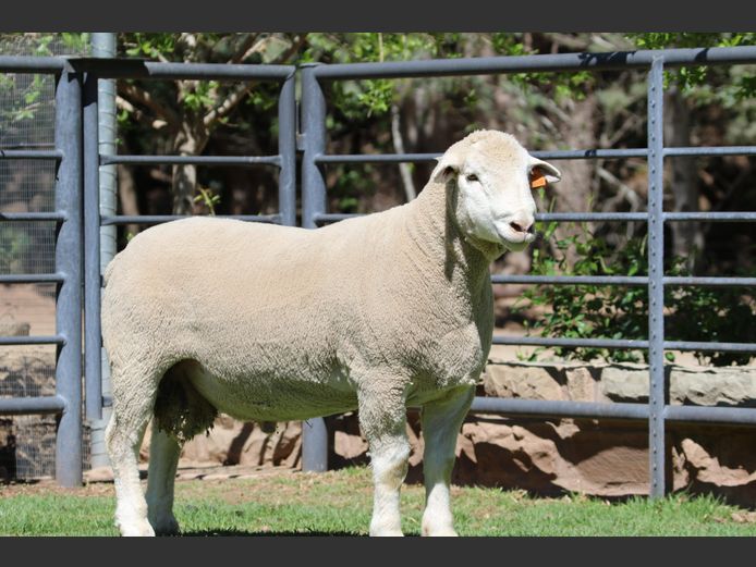 DZ 240198 | 2 STEYNS BOERDERY