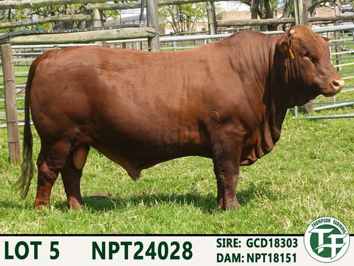 NPT240028