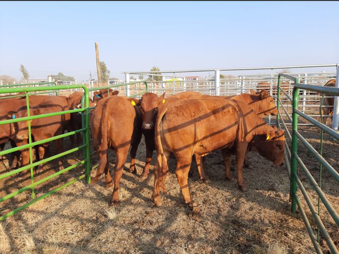 Pregnant Heifers