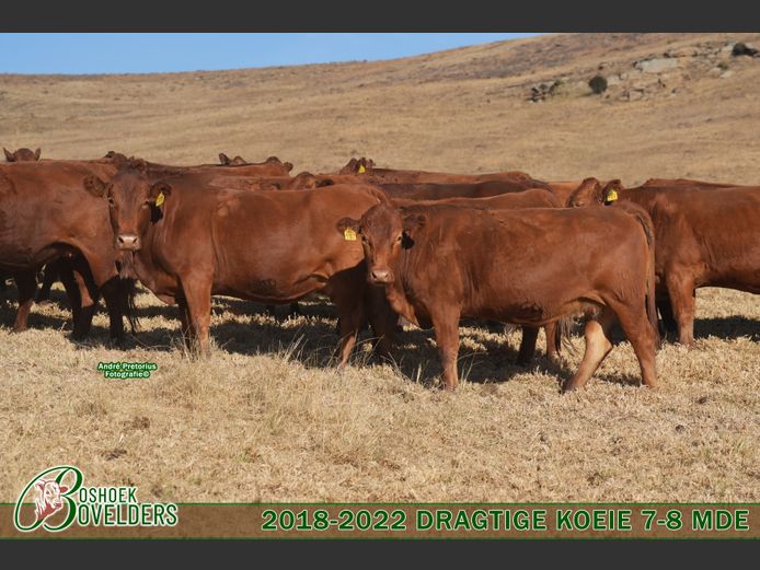 Female Animals | Boshoek Bovelders