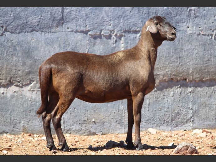 CRL 24.675 | Riaan Liebernberg - Hanri Meatmasters