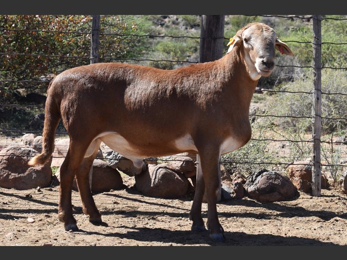 RSL PI144 | ELANDSNEK BOERDERY