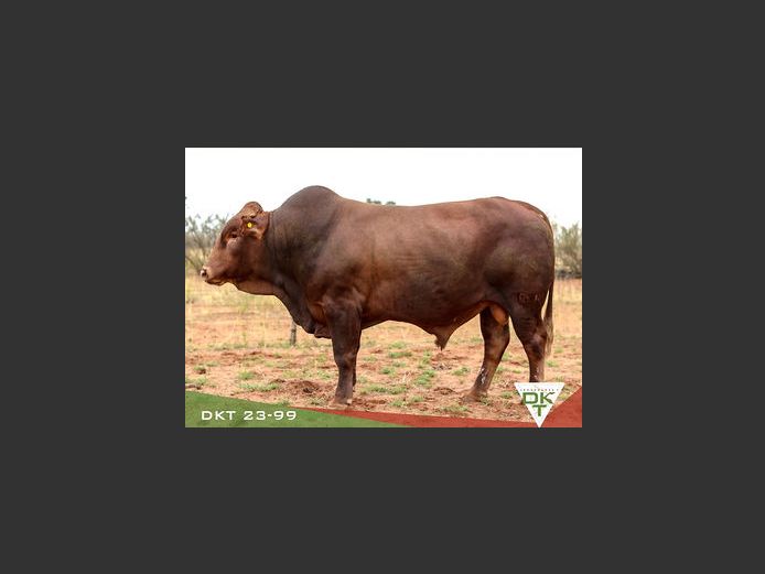 DKT 230099 | DKT BONSMARA