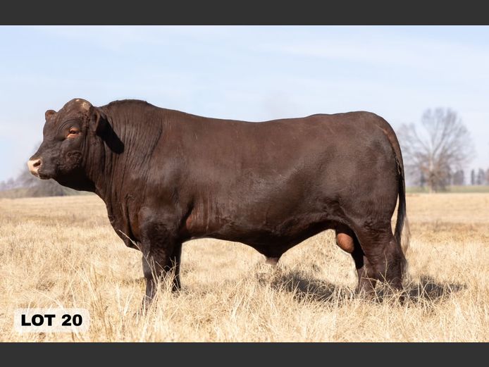 LAM2311 | BULL'S RUN SUSSEX STUD