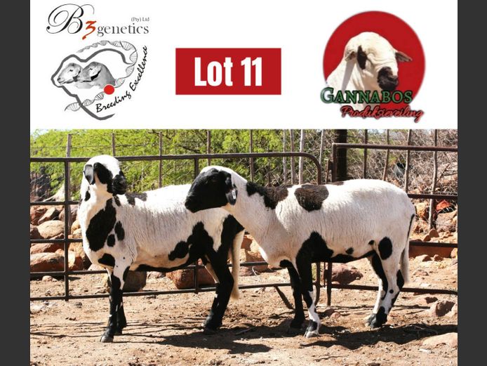 BBB24-0073 | B3genetics Pty Ltd
