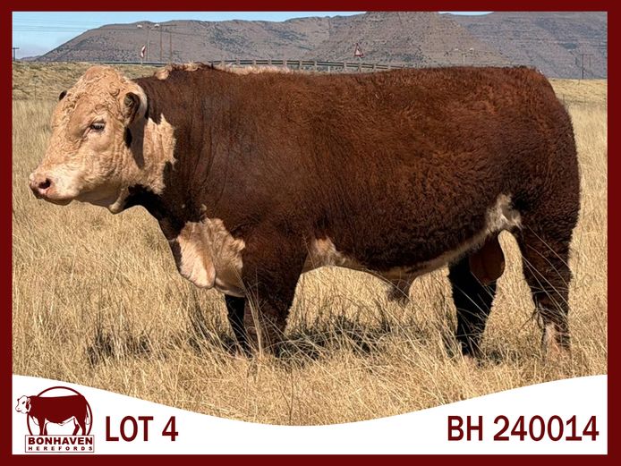 BH240014 P | BONHAVEN HEREFORDS