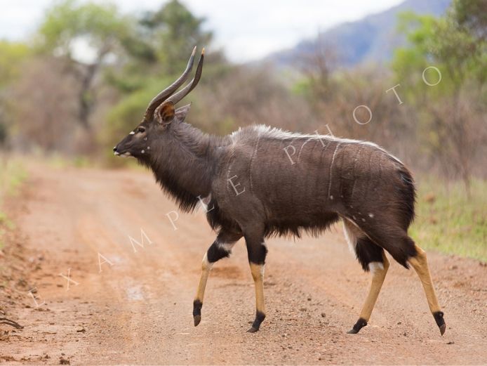 NYALA TROPHY BULL | INYATHI