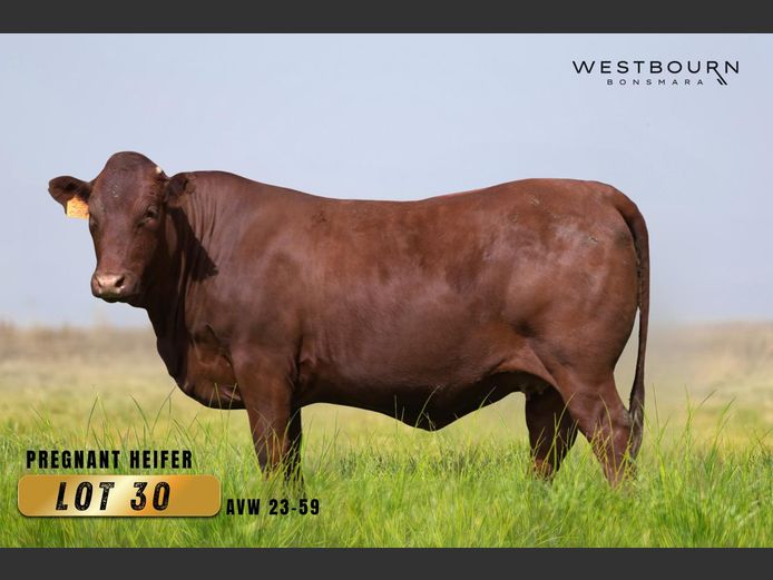 AVW230059 | WESTBOURN BONSMARAS