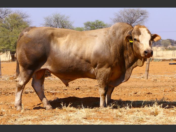 WW21508 | ONDEKA SIMBRA