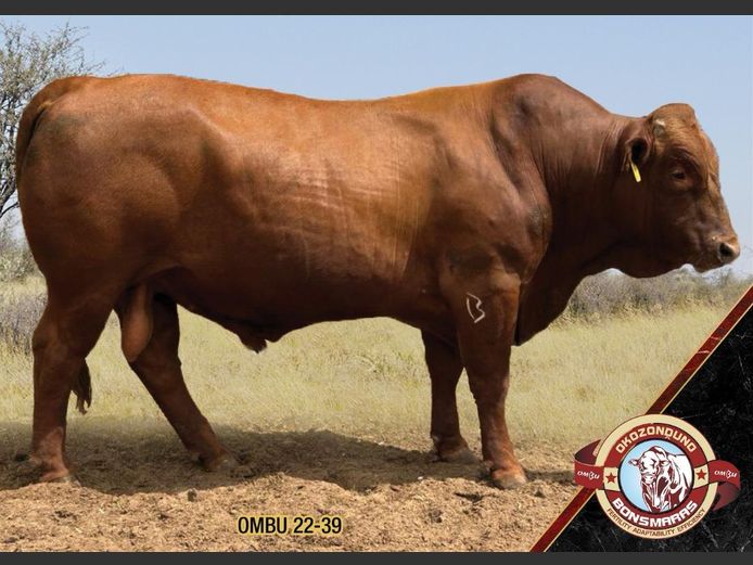 22-0039OMBU | OKOZONDUNO BONSMARA