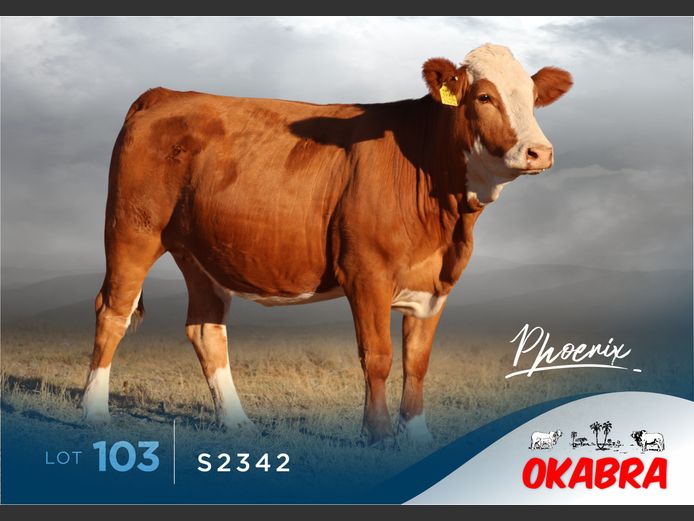 S2342 | OKASIM SIMMENTALERS