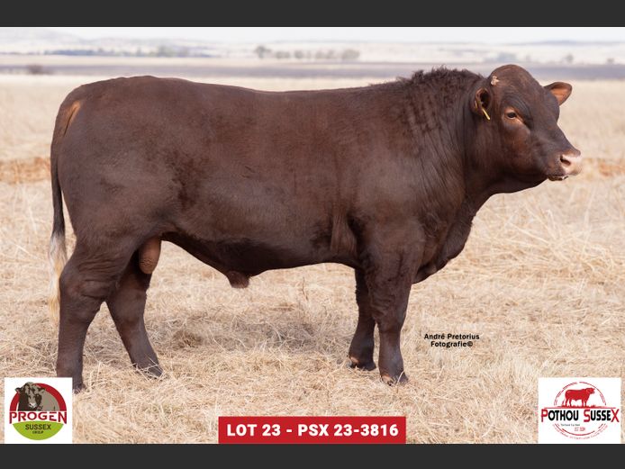 PSX 233816 | POTHOU BK
