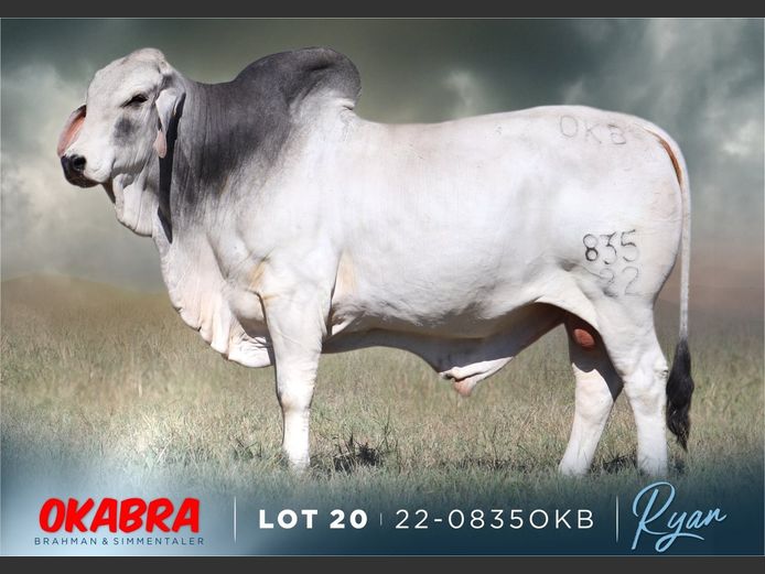 22-0835OKB | OKABRA BRAHMAN