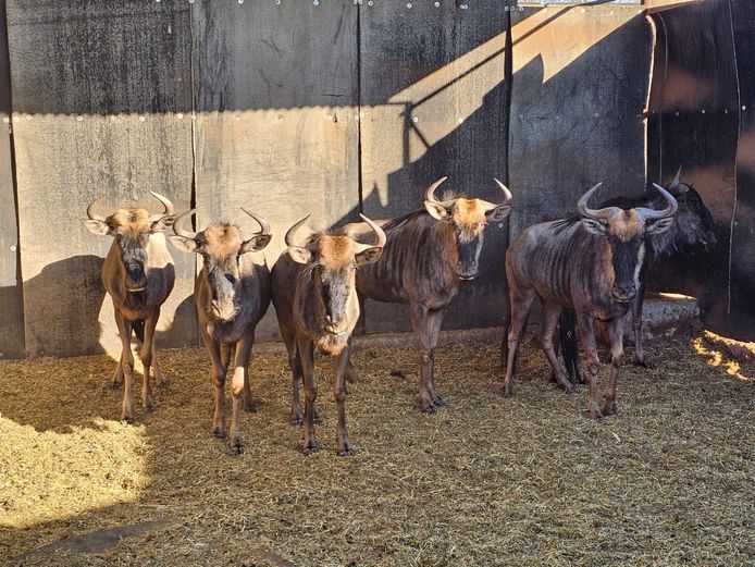 BLUE WILDEBEEST | ZEBULA